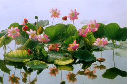 Bản tin Văn hóa du lịch ngày 15/5