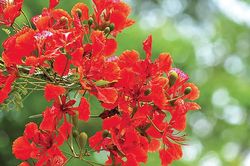 Hỏi: Trách nhiệm của cơ quan tham mưu, giúp việc trong hoạt động tiếp xúc cử tri của ĐBQH và đại biểu HĐND như thế nào?