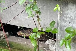 Từ tiếng động lạ, ngã quỵ thấy 'quái thú' làm việc tày đình