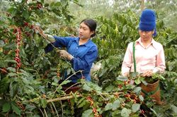 Giá cà phê hôm nay 16/5/2025: Giảm mạnh bất thường