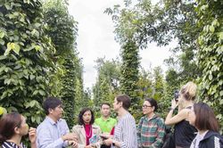 Giá tiêu hôm nay 17/5/2025: Tăng ở Tây Nguyên