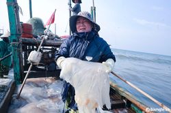 Ngư dân Nghệ An vào mùa đánh bắt sứa biển