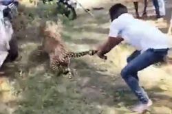 CLIP: Người đàn ông liều mạng dùng tay không bắt báo hoa mai và cái kết