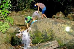 Loại ốc ven suối có hương vị lạ, chỉ xuất hiện vào ban đêm, dân thi nhau rọi đèn bắt, giá cả lên đến 100.000 đồng/kg