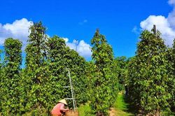 Giá tiêu hôm nay 19/5/2025: Thiếu động lực tăng giá mạnh