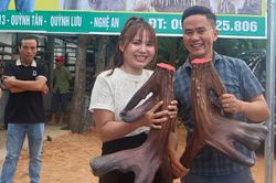 Chiêm ngưỡng cặp nhung nai 'khủng' ở Nghệ An có giá gần 100 triệu đồng