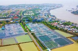 Xây dựng chuỗi liên kết trong nuôi tôm