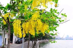 Hoa muồng hoàng yến khoe sắc vàng rực rỡ khắp phố phường Hà Nội