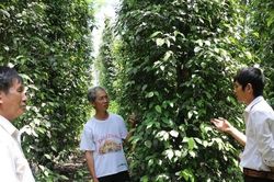 Giá tiêu hôm nay 20/5/2025: Giảm tại Gia Lai