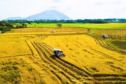 Giá lúa gạo hôm nay 21/5: Gạo tăng nhẹ, phụ phẩm bật giá