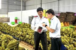 Sầu riêng nhiễm chất cấm: 'Nếu đất không sạch, trái cũng khó lành'
