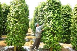 Giá tiêu hôm nay 22/5/2025: Giảm nhẹ tại một số tỉnh