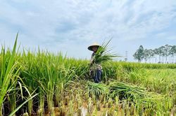 Hơn 2.700 ha lúa tại Nghệ An có tỷ lệ lép xanh, không kết hạt cao