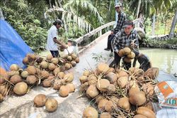 Giá dừa giống tăng cao gấp 2 lần