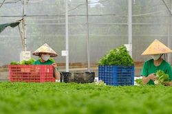 Ứng dụng và làm chủ công nghệ, HTX tạo bước chuyển biến mới trong nông nghiệp ở Lâm Đồng