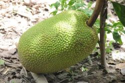 Giá mít Thái giảm mạnh, chỉ còn 4.000 đồng/kg