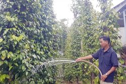 Giá tiêu hôm nay 23/5/2025: Giữ trên 150,000 đồng/kg