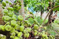 Quả đặc sản sóng sánh mật, sai trĩu từ gốc đến ngọn, ăn kèm thịt luộc càng ngon