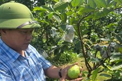 Giám đốc hợp tác xã đau đáu với hành trình trồng cây ăn quả theo chuẩn VietGAP