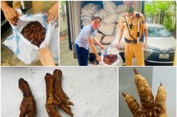 Chặn xe tải chở 1,4 tấn chân gà 'bẩn' từ Hòa Bình tuồn về Hà Nội tiêu thụ