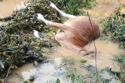 Hà Tĩnh: mưa lũ gây thiệt hại nặng trong sản xuất, chăn nuôi