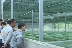 Tham quan dự án trồng sâm công nghệ cao tại tỉnh Lai Châu