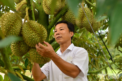 Sầu riêng Lâm Đồng không nhiễm chất cấm vàng O và Cadimi