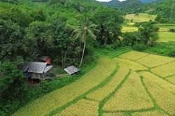 Ngắm cánh đồng lúa chín đẹp như tranh giữa núi rừng miền Tây xứ Nghệ