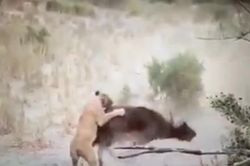 CLIP: Trâu rừng gục ngã dưới móng vuốt ba con sư tử