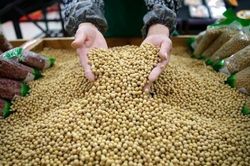 Thị trường hàng hóa: Nhóm nông sản dẫn dắt đà tăng của toàn thị trường