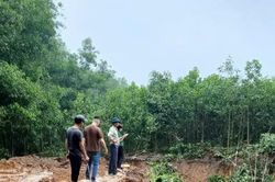 Hà Nội: 'Đất tặc' ngang nhiên phá hoại cây trồng của người dân, xúc trộm hơn 500m3 đất