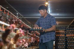 Giá trứng gà giảm còn 1.300 đồng/quả, người nuôi kêu đã cầm cố hết 'sổ đỏ của nhà và chị gái'