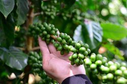 Giá cà phê hôm nay 27/5/2025: Giữ giá mức thấp