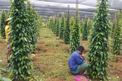 Giá tiêu hôm nay 27/5/2025: Trong nước im ắng trong khi tiêu Indonesia leo dốc ầm ầm