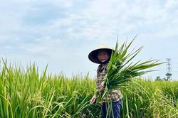 Hệ lụy từ việc tự ý sử dụng giống lúa ngoài cơ cấu
