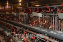 Xúc tiến thu hút doanh nghiệp lớn đầu tư phát triển ngành hàng gia cầm