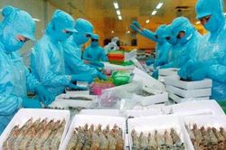 Xuất khẩu tôm sang Trung Quốc tăng gấp đôi trong 4 tháng