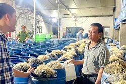 Lào Cai: Thu giữ 6,6 tấn giá đỗ ngâm ủ hóa chất độc hại
