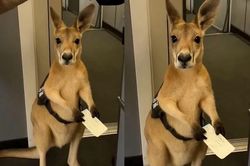 Video con kangaroo có vé nhưng bị cấm bay viral khắp cõi mạng, thực hư ra sao?