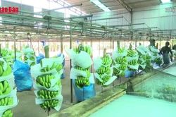 Sản phẩm chuối Gia Lai chinh phục các thị trường khó tính