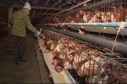 Xây dựng, duy trì vùng chăn nuôi an toàn dịch bệnh phục vụ xuất khẩu