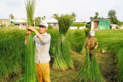 Mồ hôi trên những cánh đồng cói