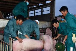 Giá heo hơi hôm nay 28/5/2025: Đồng loạt giữ giá, dao động từ 67.000 - 76.000 đồng/kg