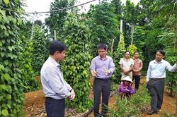 Giá tiêu hôm nay 28/5/2025: Tăng nhẹ trở lại