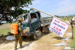 Dịch tả lợn châu Phi bùng phát: Lỗ hổng từ sự chủ quan