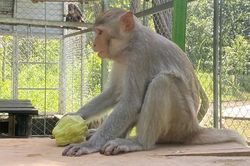 Cận cảnh chăm sóc động vật quý hiếm trước khi trả về tự nhiên