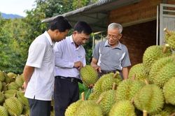 Sầu riêng Lâm Đồng không nhiễm chất cấm vàng O và Cadimi