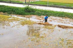 Lũ tháng 5, nước mắt người nông dân và sự bức thiết của phát triển xanh