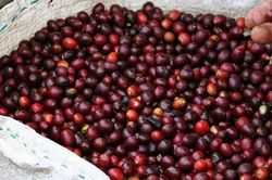 Giá cà phê ngày 29/5: Giảm mạnh cả trong nước và thế giới