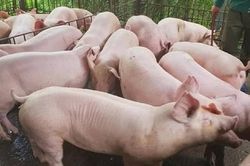 Giá heo hơi ngày 29/5: Đà tăng trở lại, miền Nam thu mua cao nhất